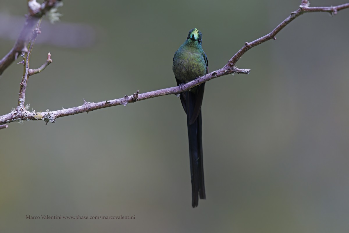 Long-tailed Sylph - ML598372561