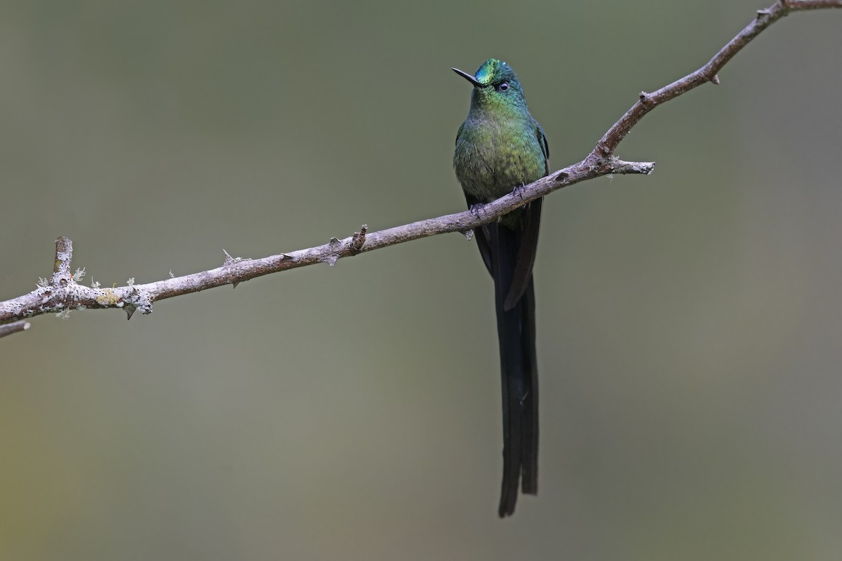 Long-tailed Sylph - ML598372571