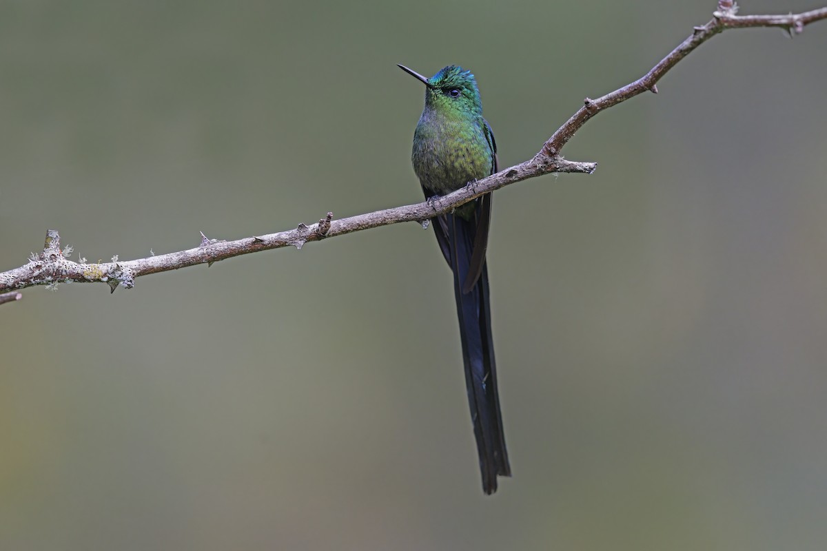 Long-tailed Sylph - ML598372581
