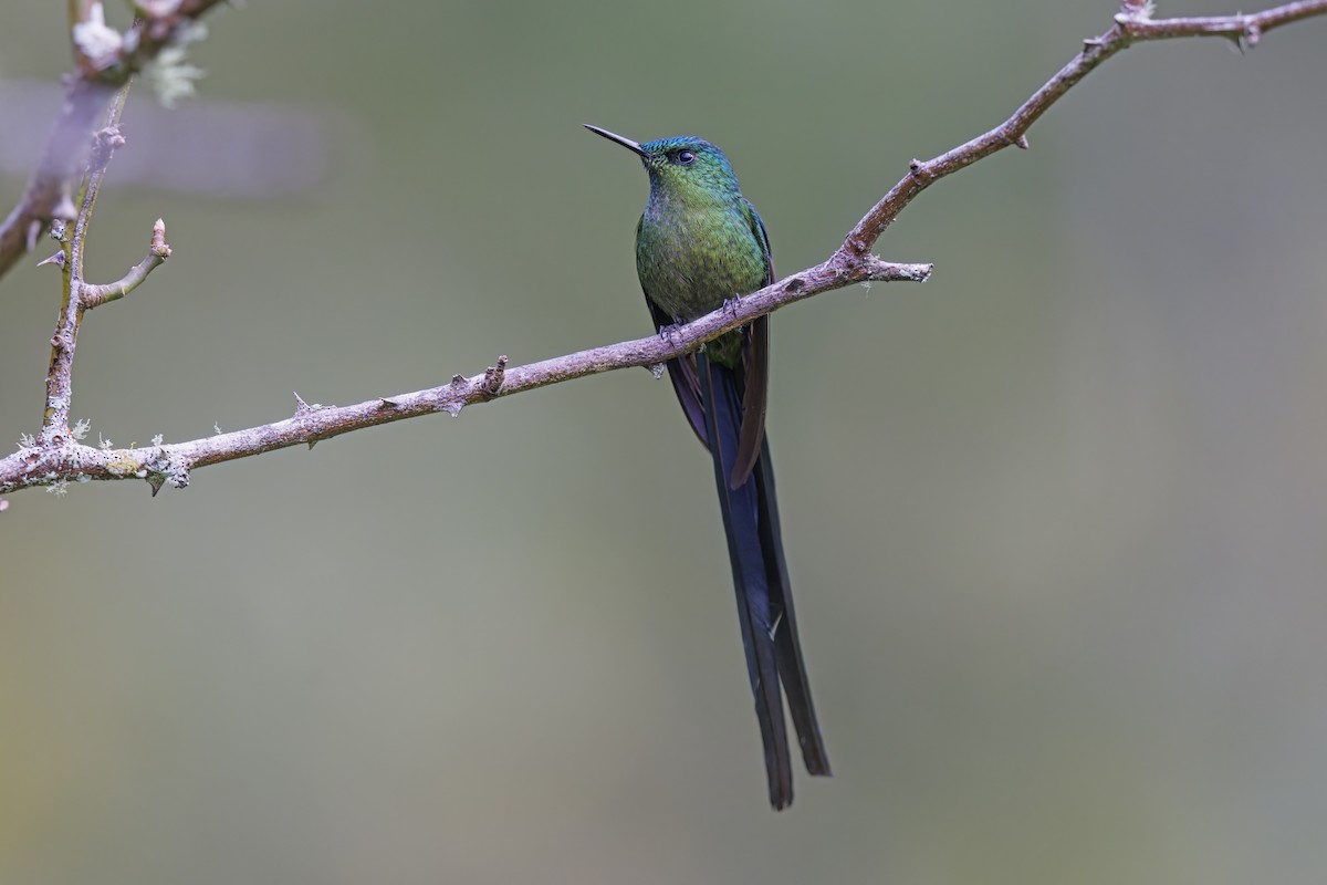 Long-tailed Sylph - ML598372591