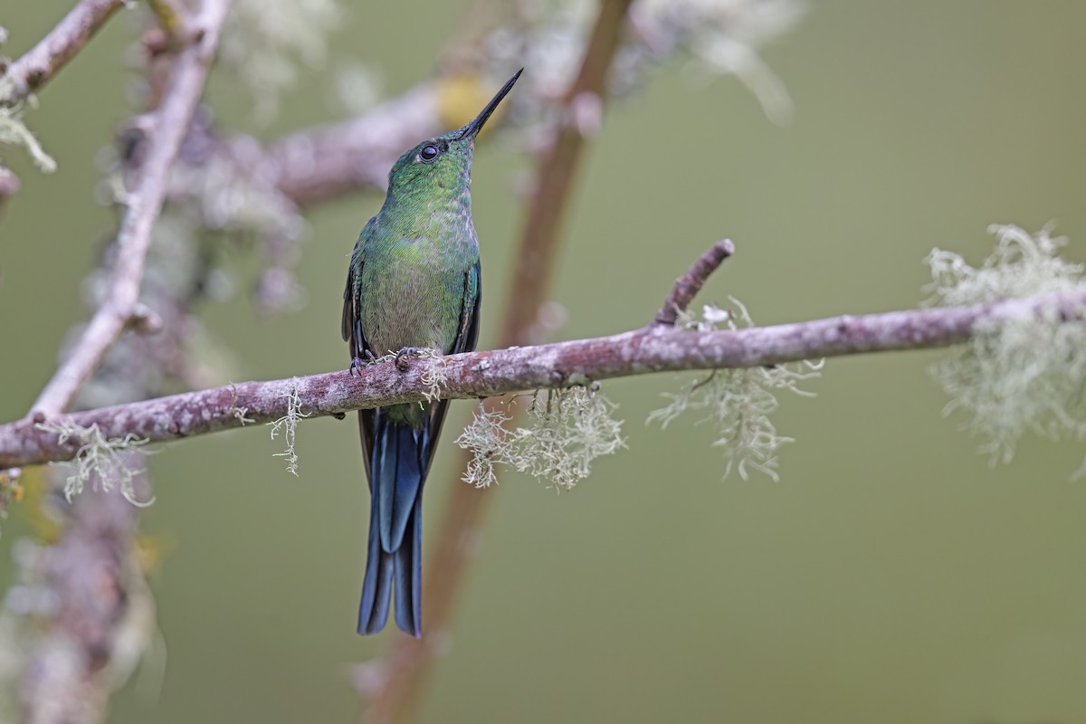 Long-tailed Sylph - ML598372601