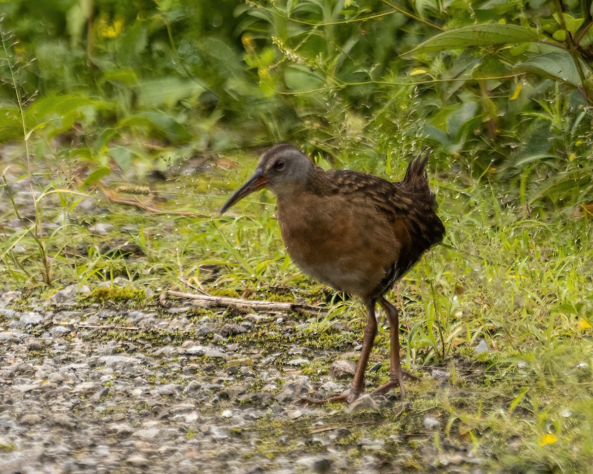 Virginia Rail - ML598372641