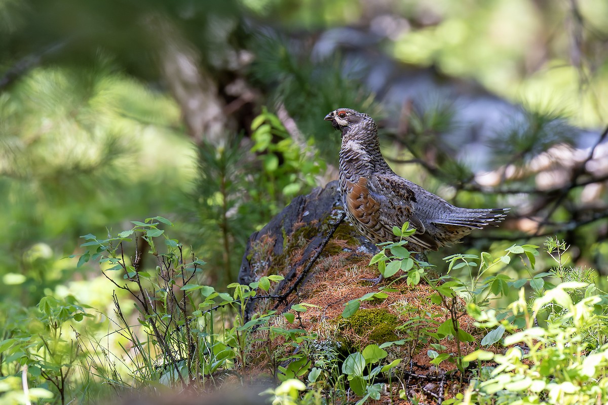Hazel Grouse - ML598374001