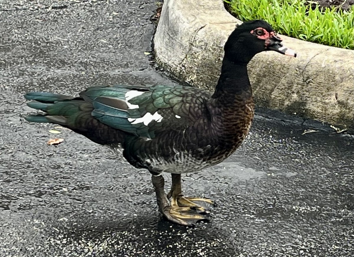 ノバリケン（家畜） - ML598374801