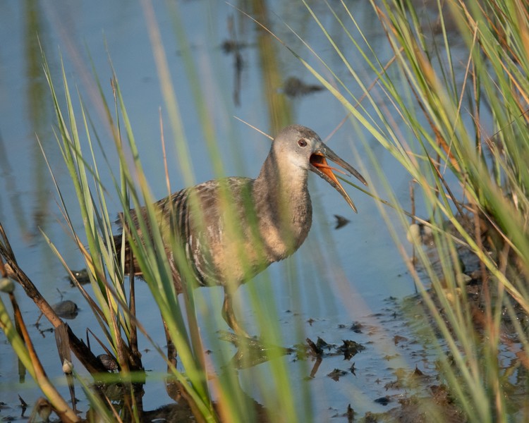 Clapper Rail - ML598375911