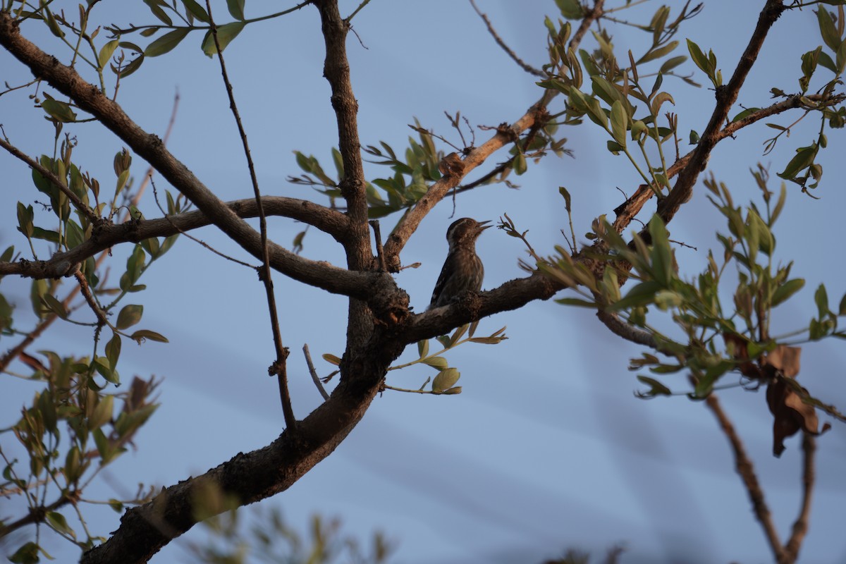 Brown-capped Pygmy Woodpecker - Ulva Jyotirmay Janakshree