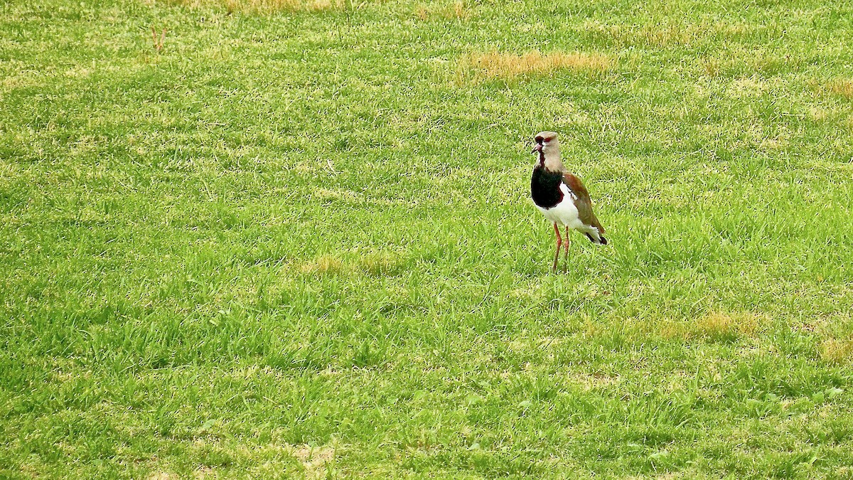 Southern Lapwing - ML598377001