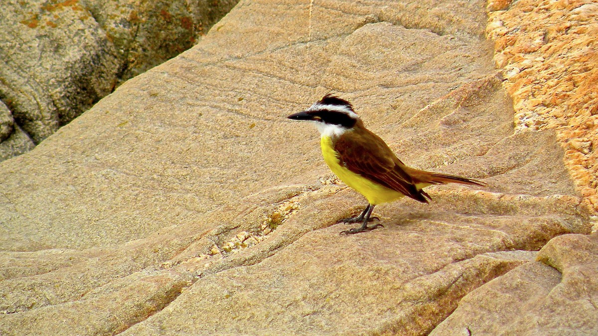 Great Kiskadee - ML598377011