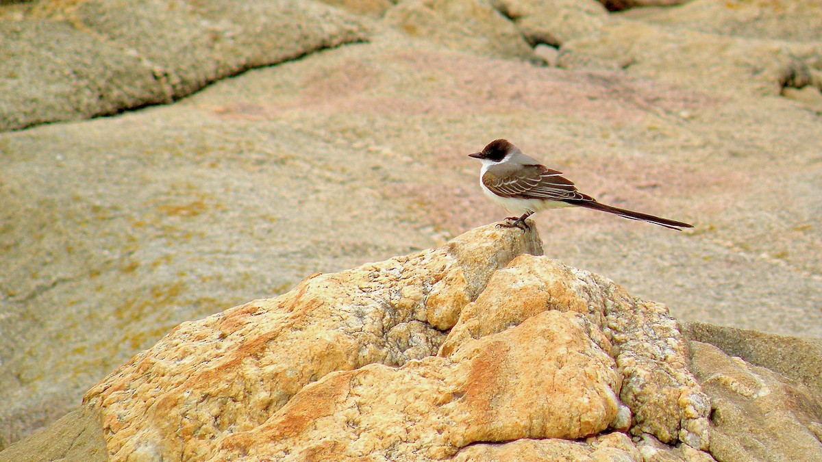 Fork-tailed Flycatcher - ML598377021