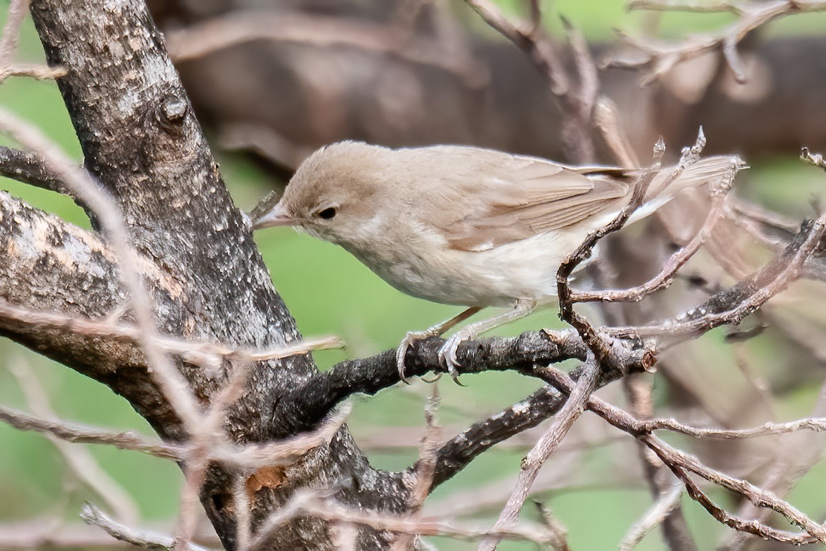 Garden Warbler - ML598377271