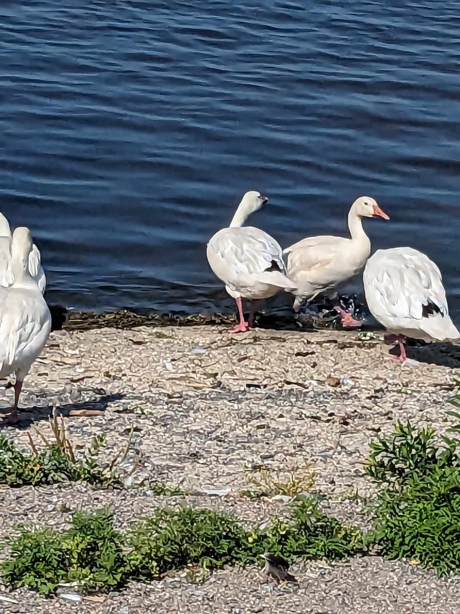 Snow Goose - sandra ladouceur