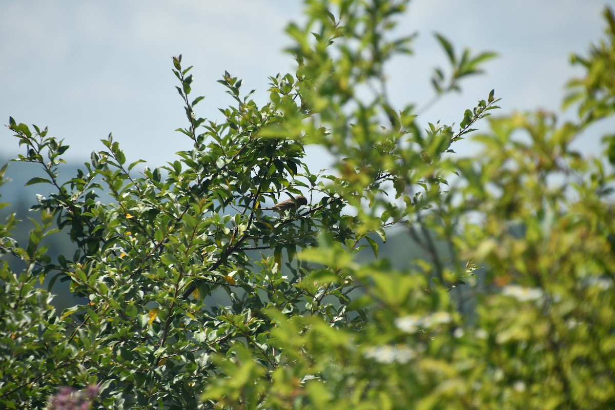 Field Sparrow - ML598377851