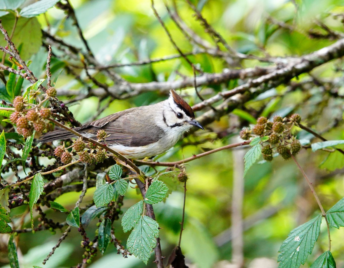 Yuhina de Formosa - ML598380151