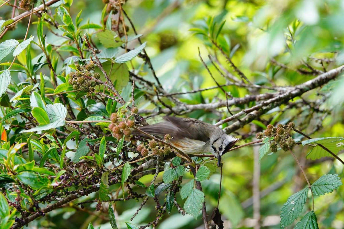 Yuhina de Formosa - ML598380211