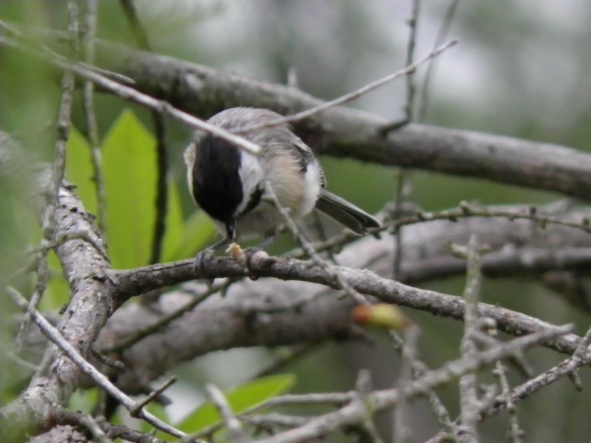 Black-capped Chickadee - ML598380441