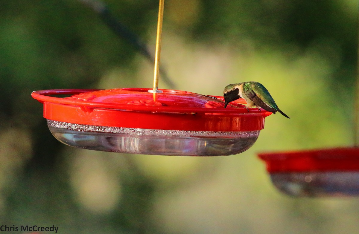 Lucifer Hummingbird - ML59838101