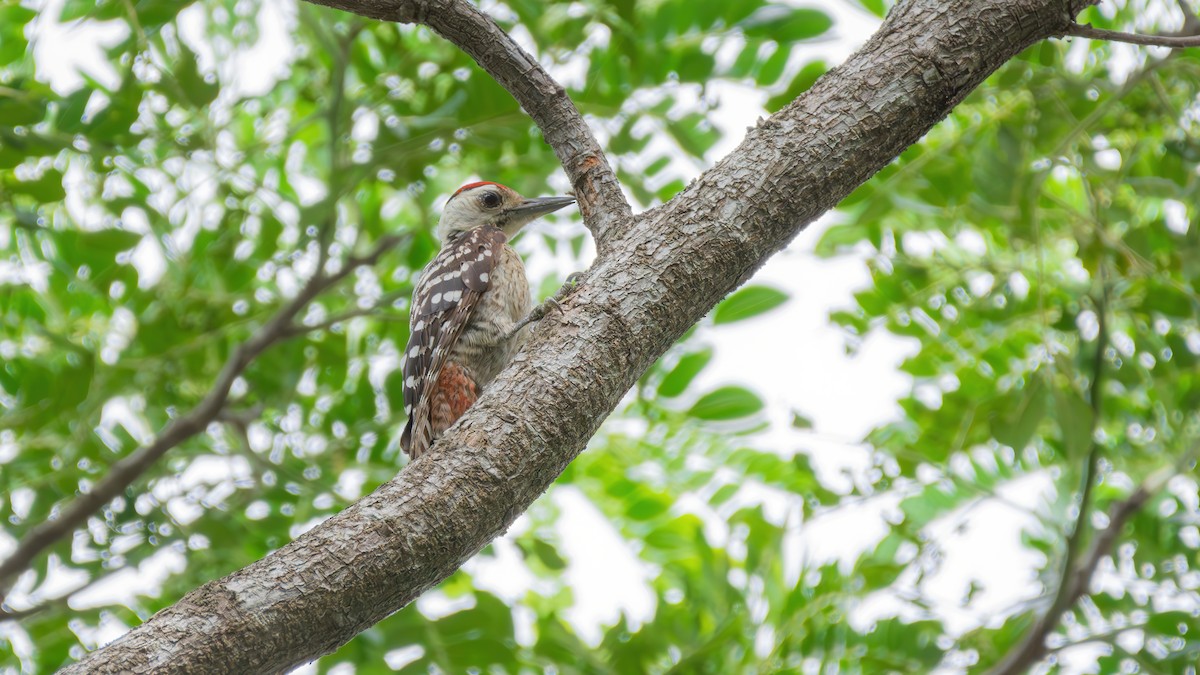 Freckle-breasted Woodpecker - ML598381181