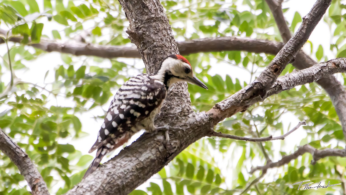 Freckle-breasted Woodpecker - Thasanakrit Thinunramet