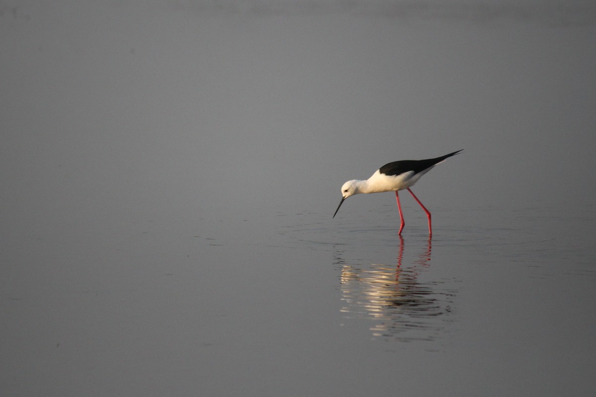 Black-winged Stilt - ML598381761