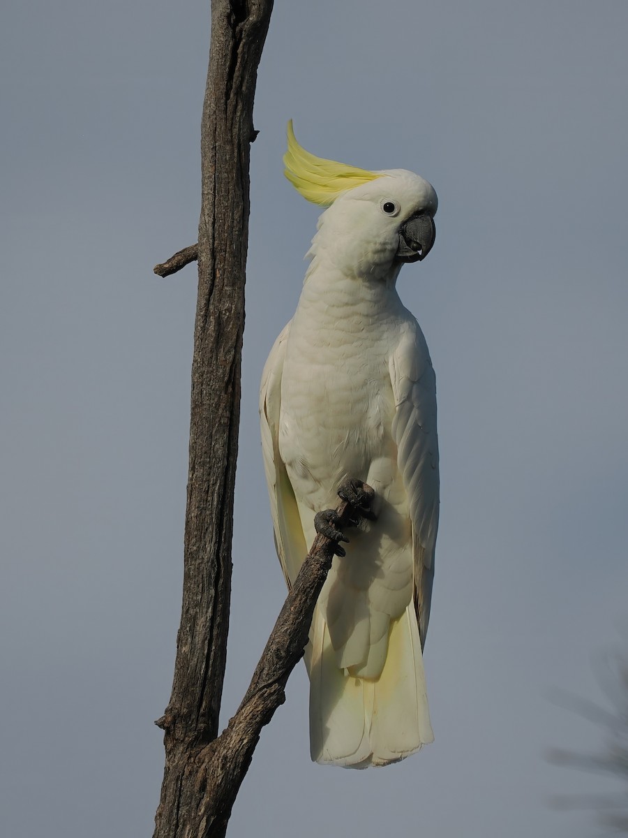 Sulphur-crested Cockatoo - ML598382341