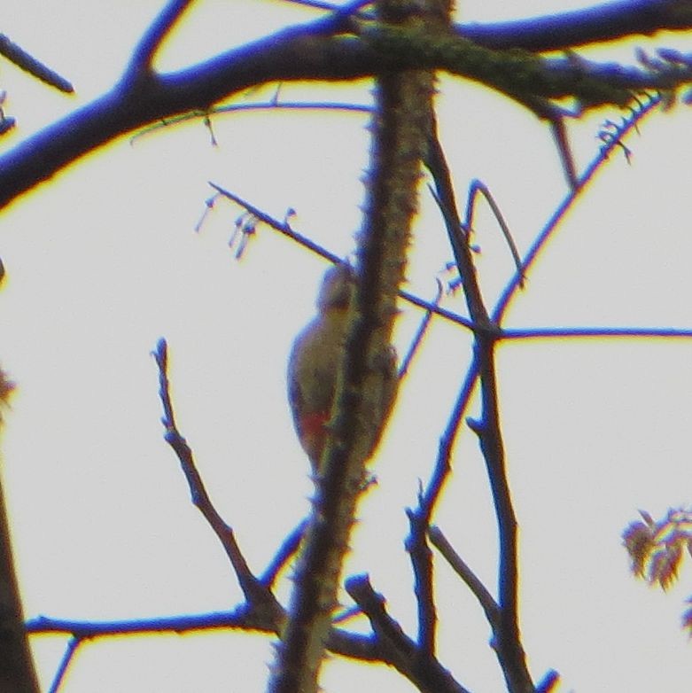 Dendrocopos sp. - ML59838271