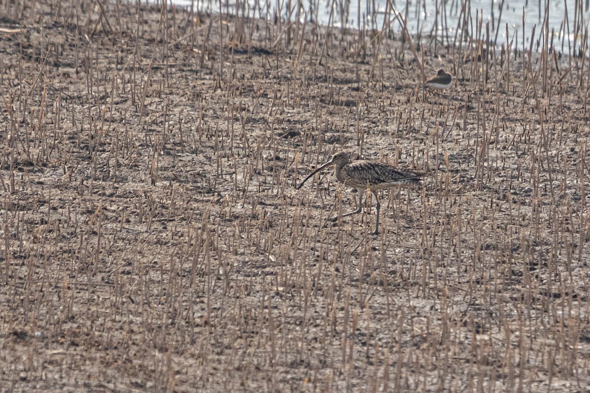 Eurasian Curlew - ML598382751