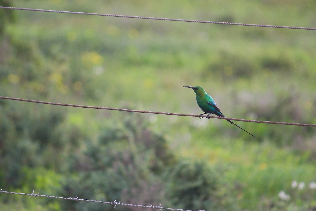 Malachite Sunbird - Gideon Williams