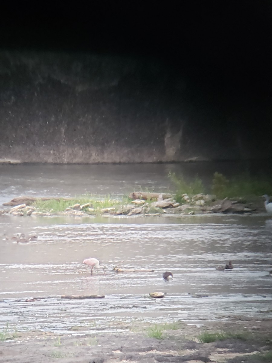 Roseate Spoonbill - ML598383881