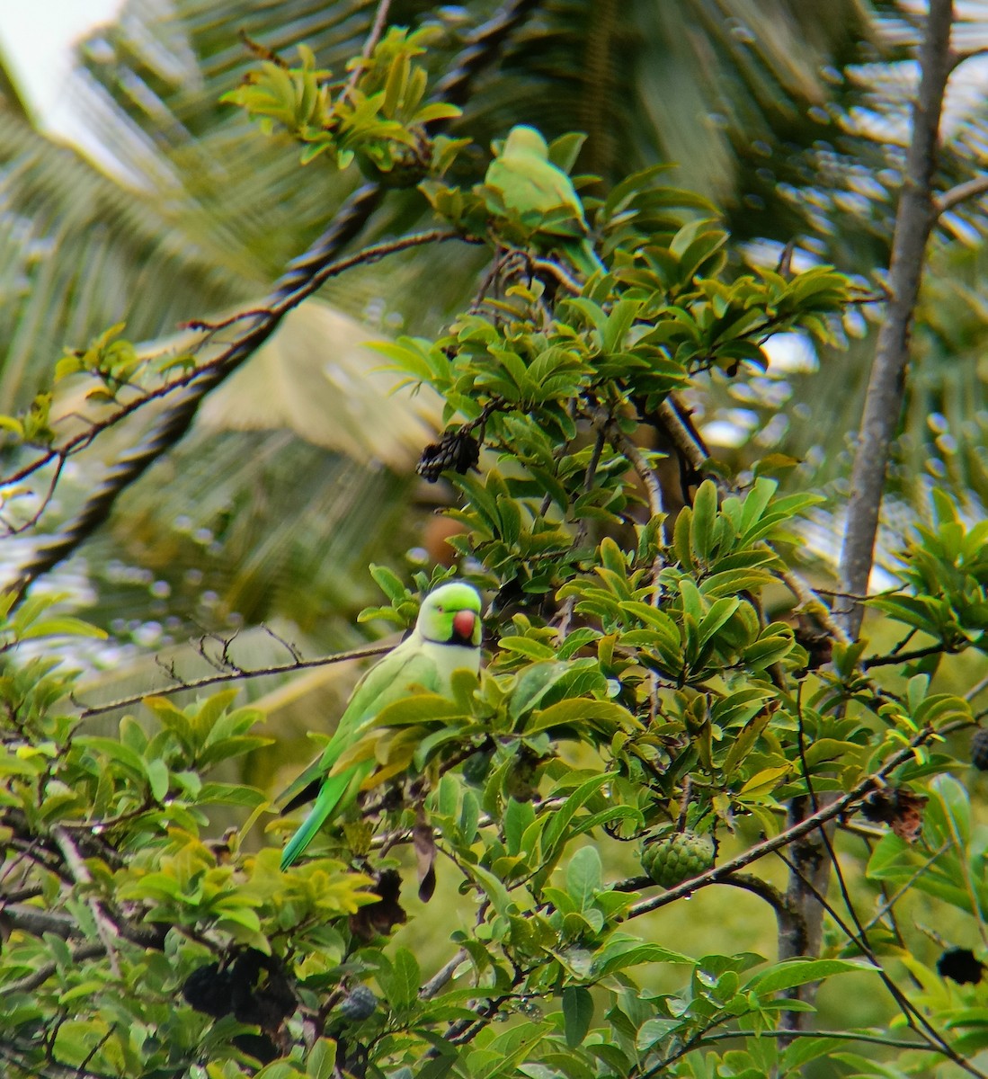 Rose-ringed Parakeet - ML598384261