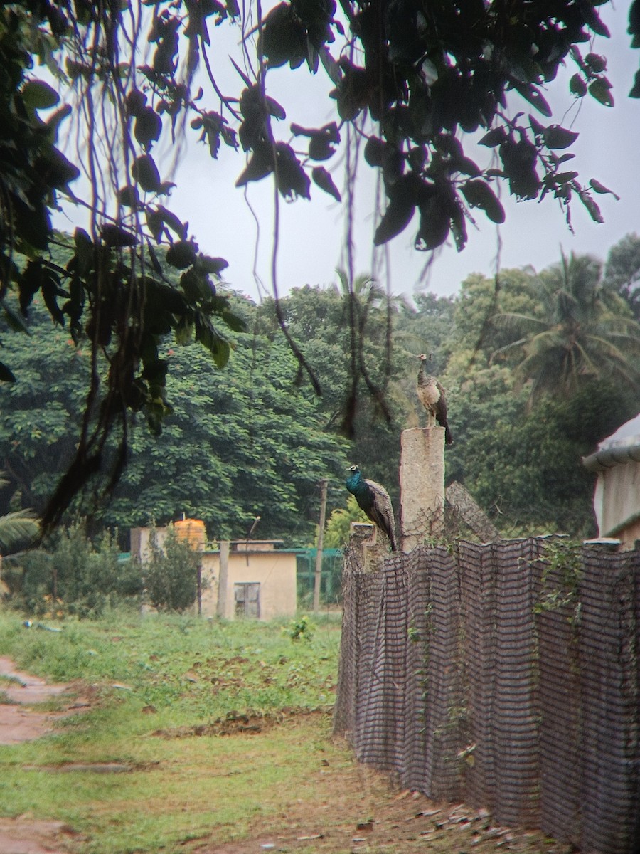 Indian Peafowl - ML598384361