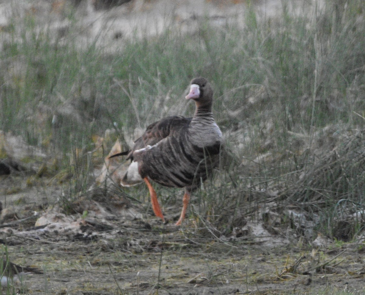 Greater White-fronted Goose - ML598384421