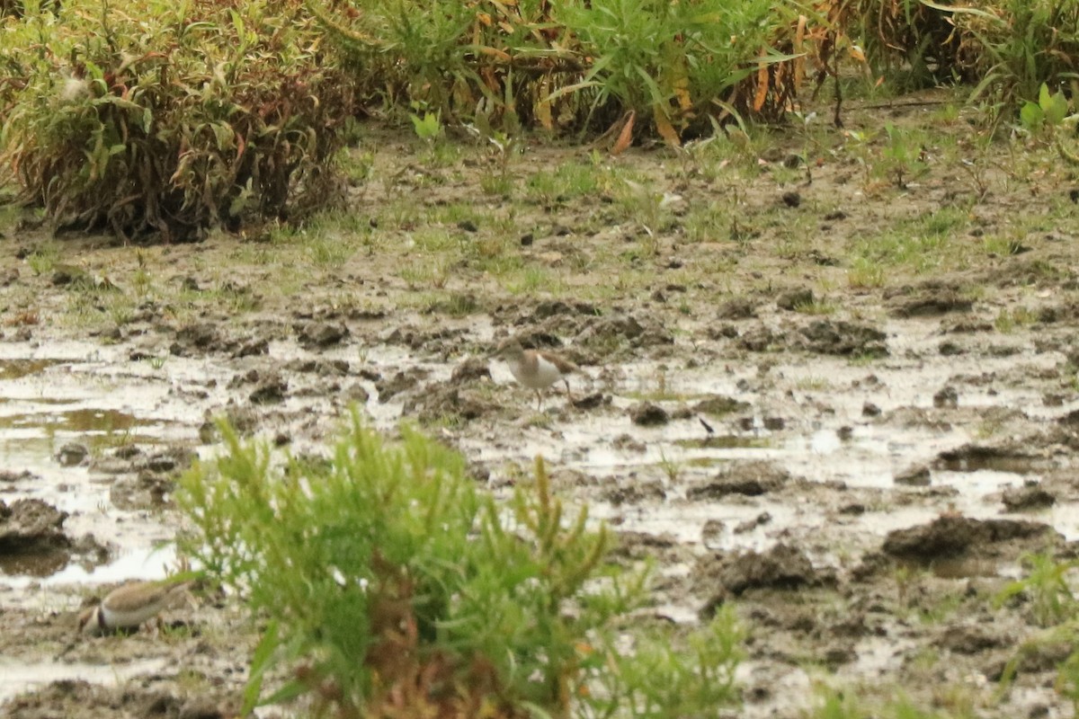 Common Sandpiper - ML598384521