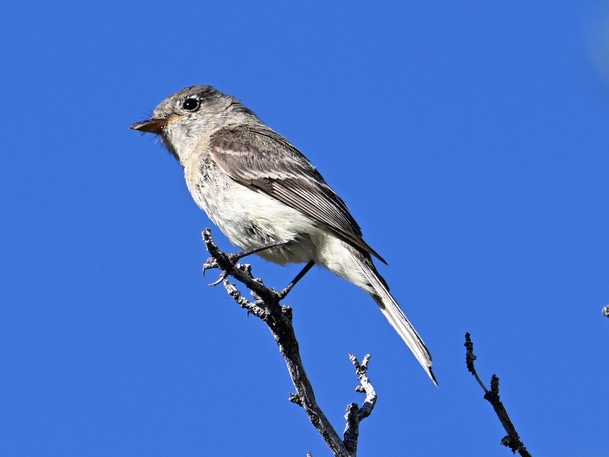 Dusky Flycatcher - ML598384781