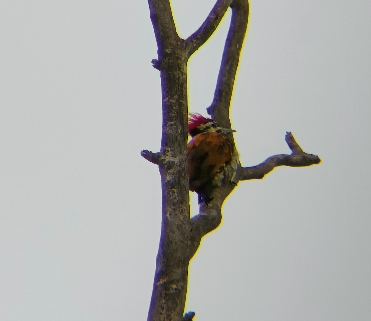 Black-rumped Flameback - ML598384871