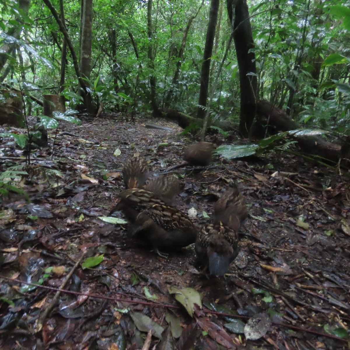 Spot-winged Wood-Quail - ML598384961