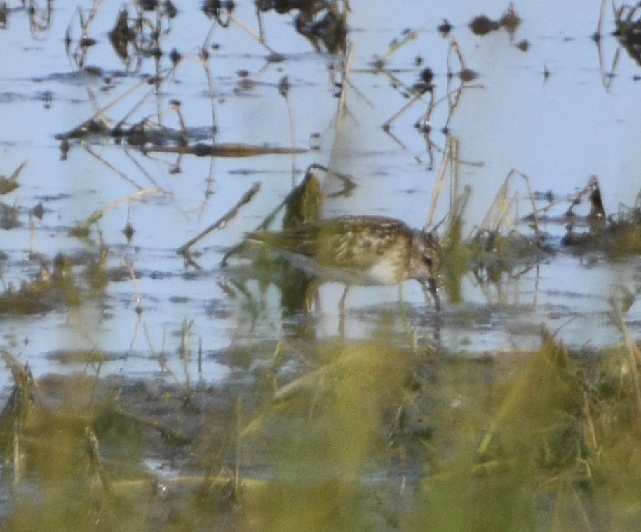 pygmésnipe - ML598385231