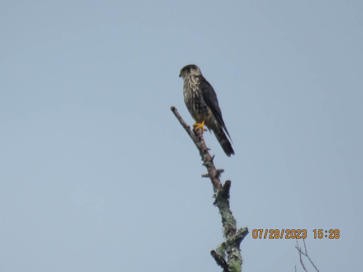 Merlin - ML598385251