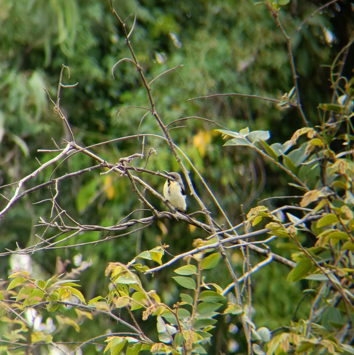 Purple-rumped Sunbird - ML598385321