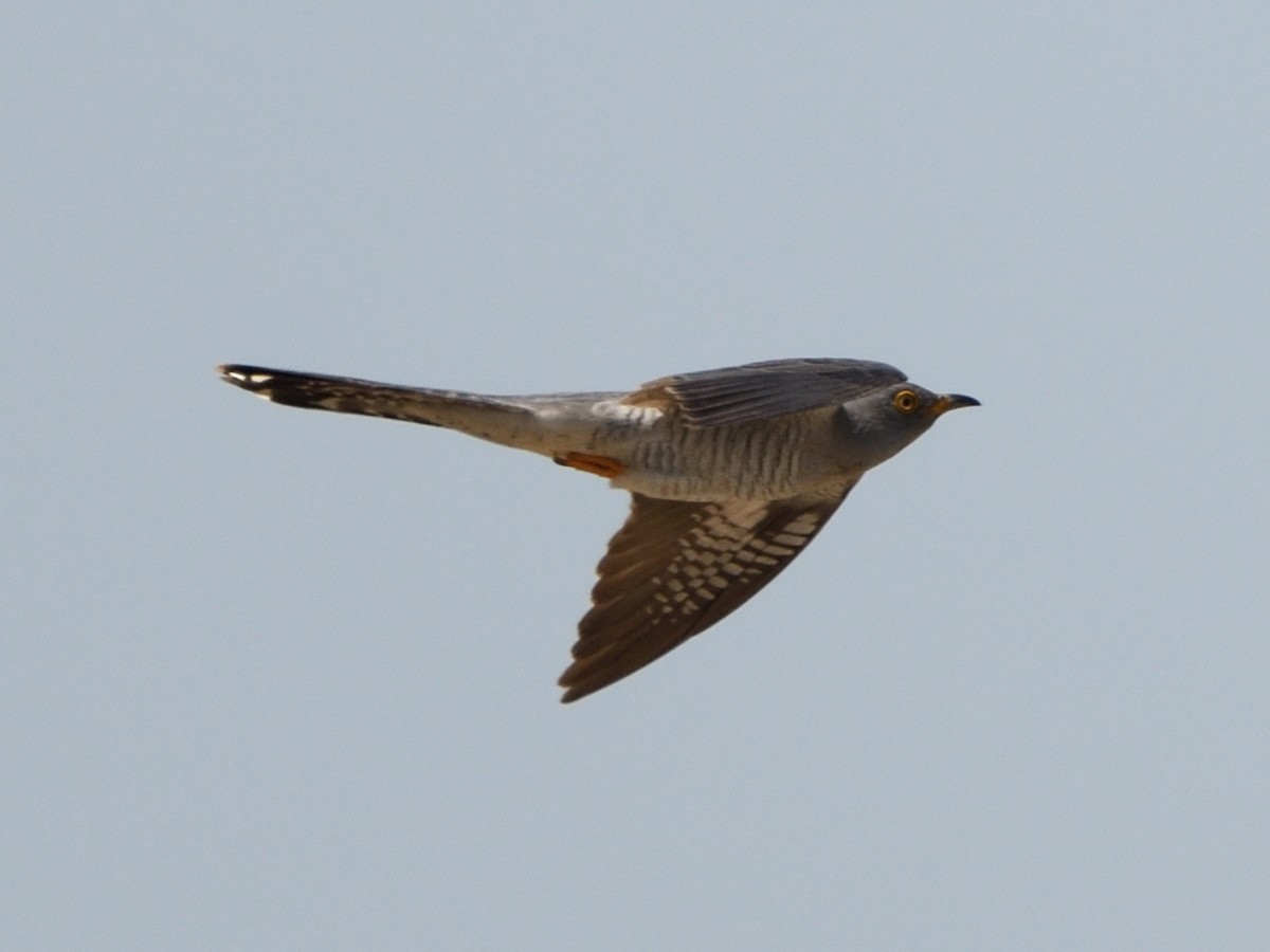 Common Cuckoo - ML598385471