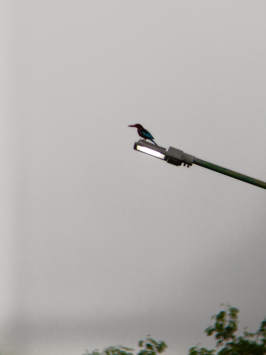 White-throated Kingfisher - ML598385481