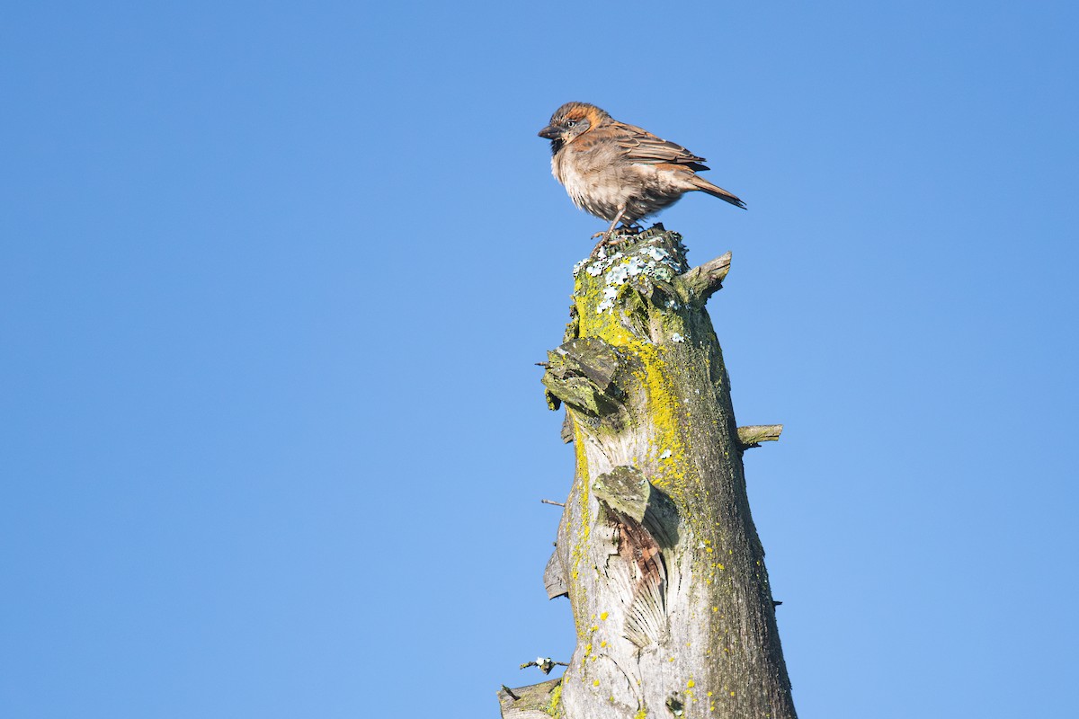 Kenya Rufous Sparrow - Frédéric Bacuez