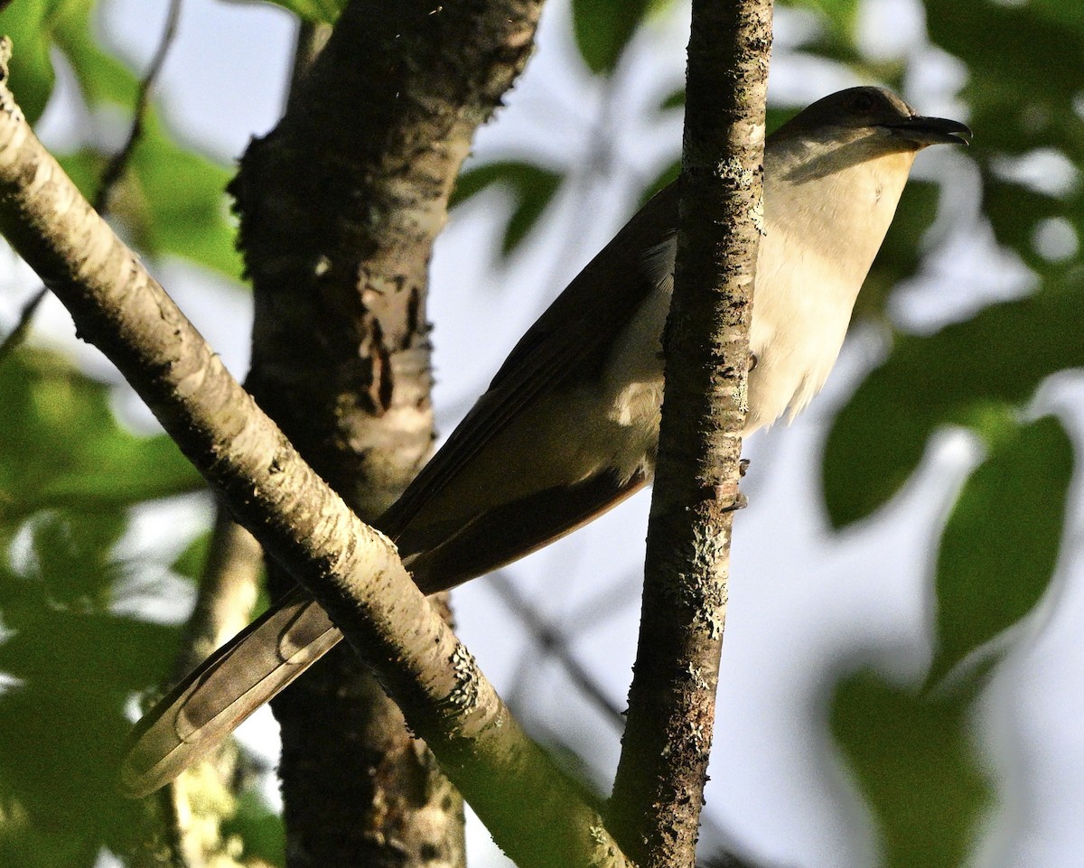 Black-billed Cuckoo - Thomas Oliver