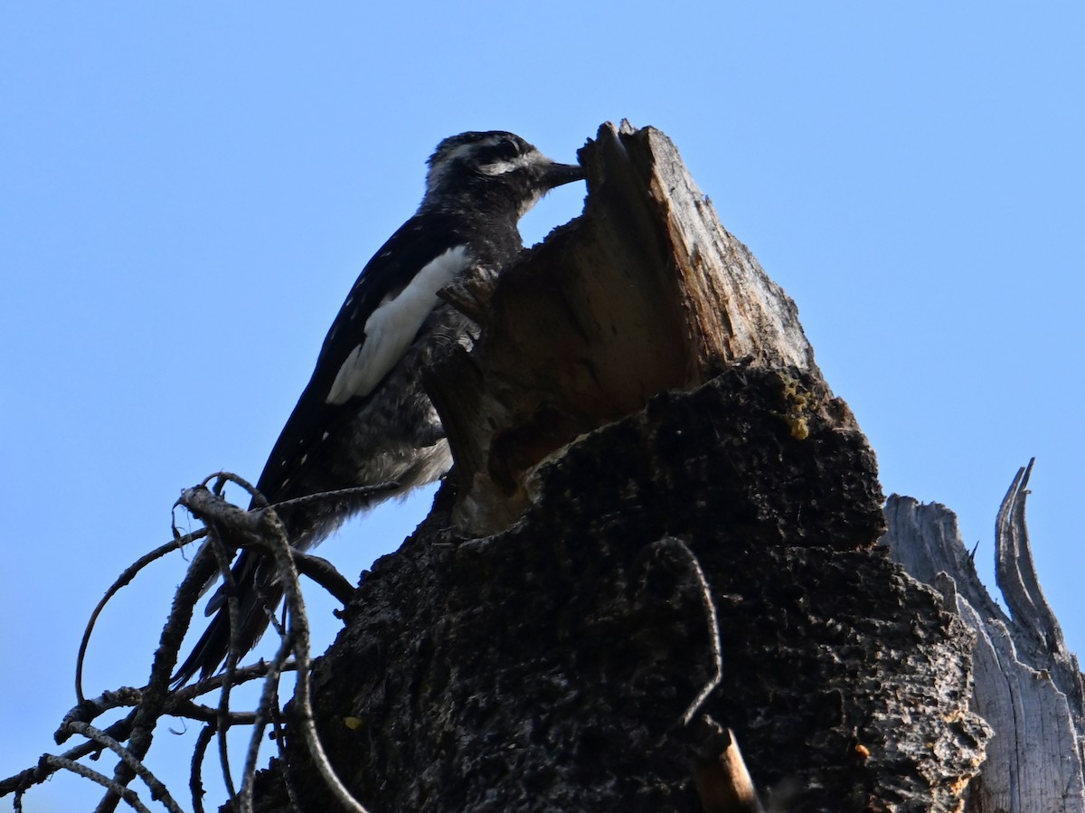 Williamson's Sapsucker - ML598385811