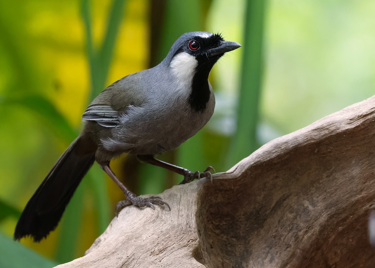 Black-throated Laughingthrush (Black-throated) - Ayuwat Jearwattanakanok