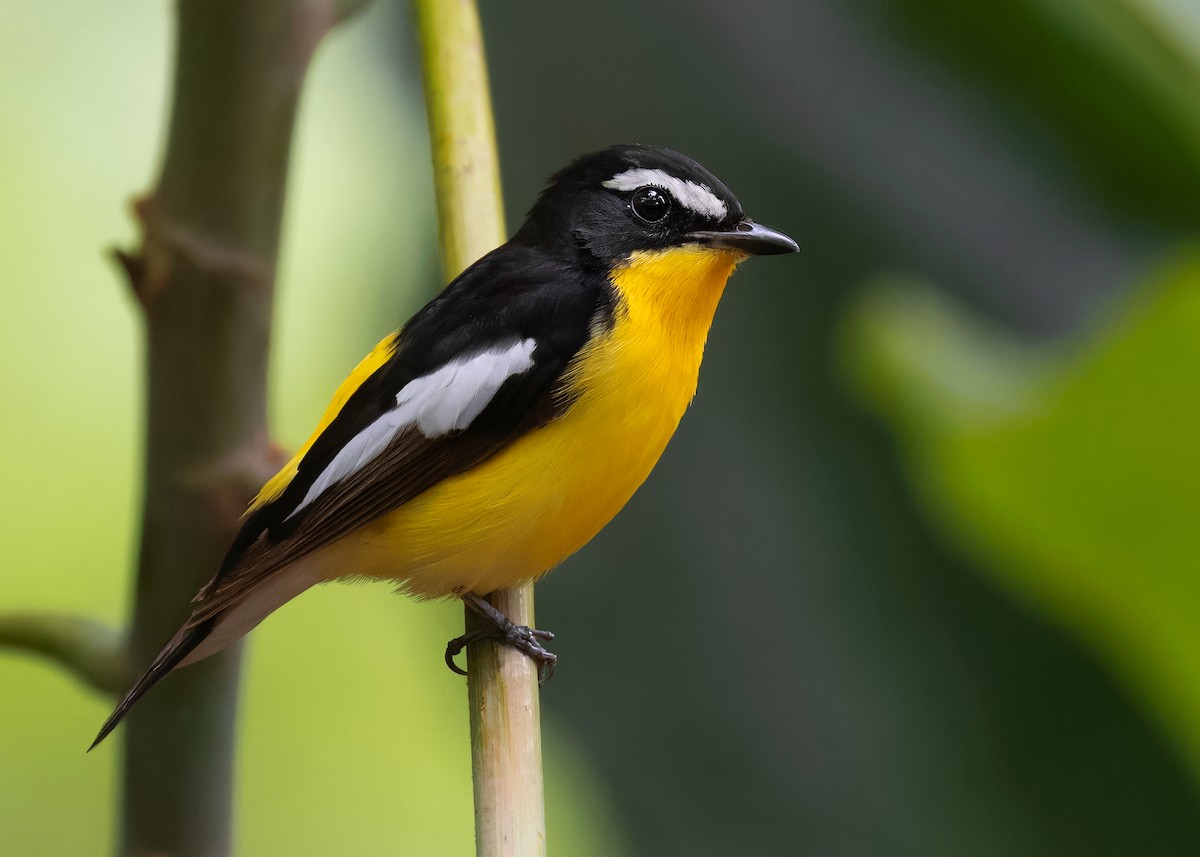 白眉鶲 - ML598386341