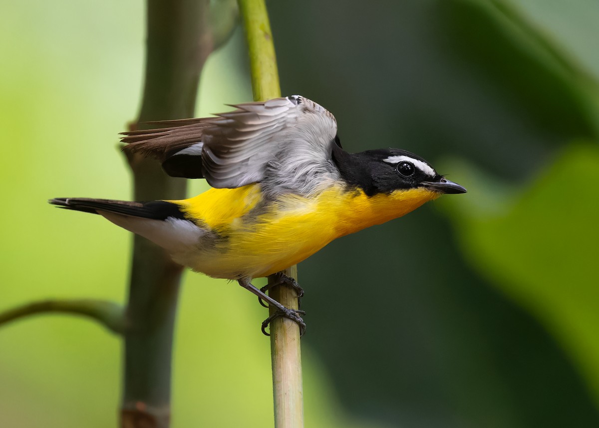 Yellow-rumped Flycatcher - ML598386361