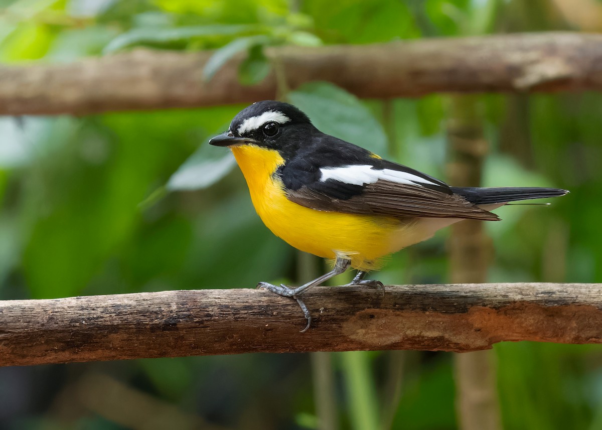 Гуулин намнаа - ML598386371