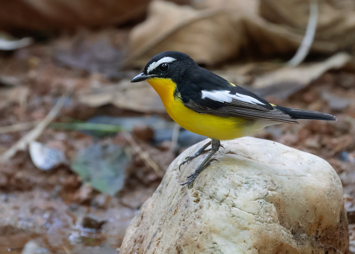 Yellow-rumped Flycatcher - ML598386381