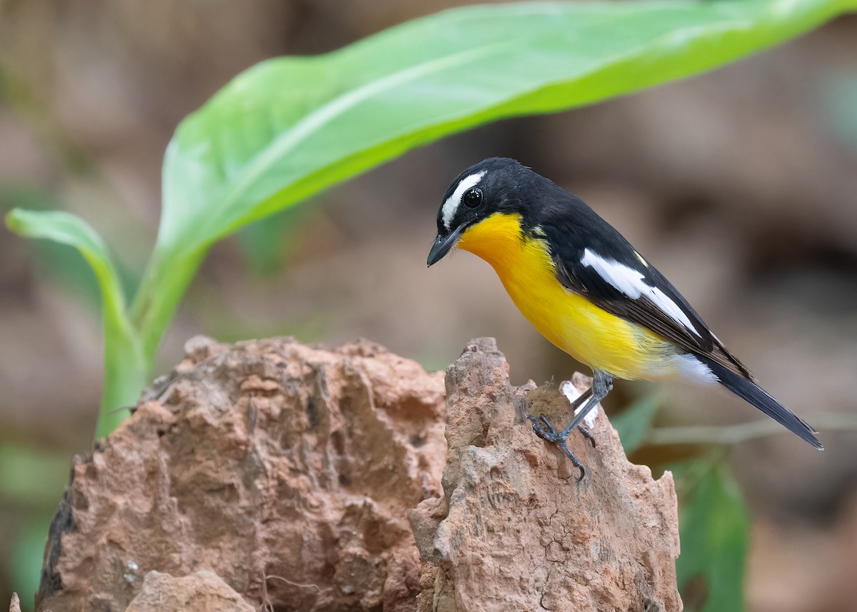 Yellow-rumped Flycatcher - ML598386391