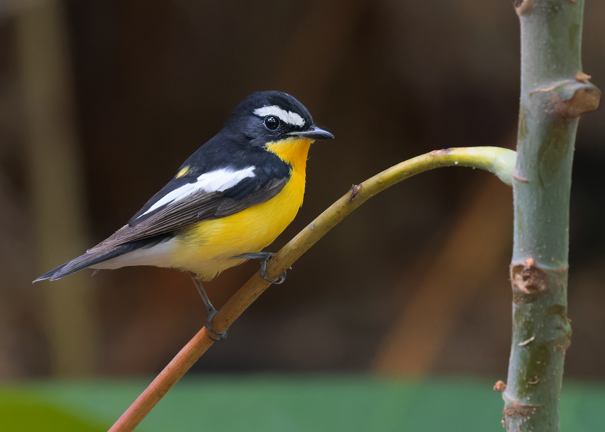 Гуулин намнаа - ML598386401